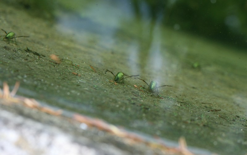 Notonetta: s, Notonecta maculata del Ponente ligure